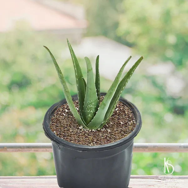 Aloe Vera Plant