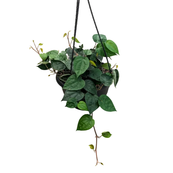 Betal Leaf Plant / Paan ( Hanging)