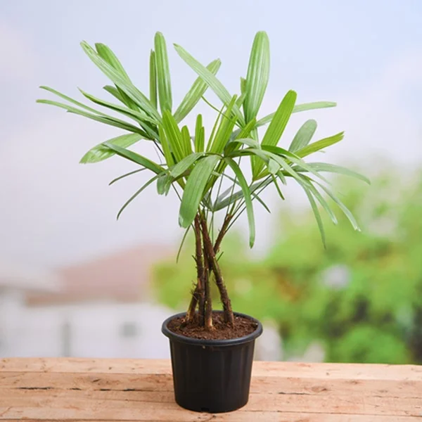 Broadleaf Lady Plant (Big)