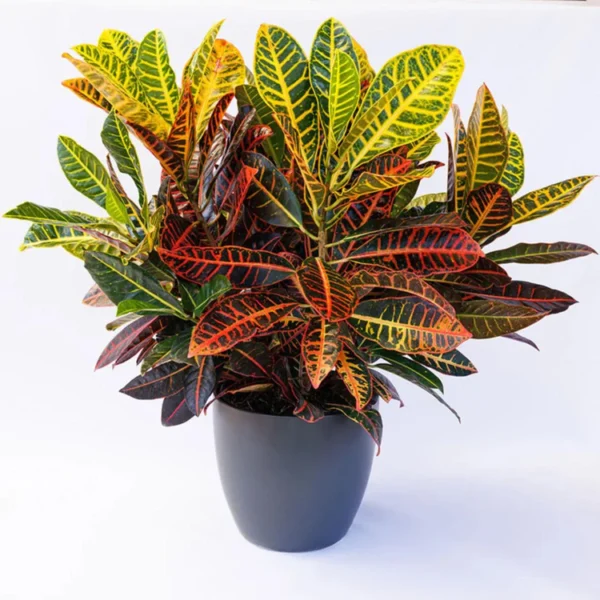 Croton Patra (Big) Plant