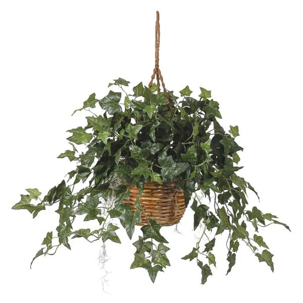 English Ivy Plant