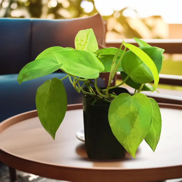 Money Plant