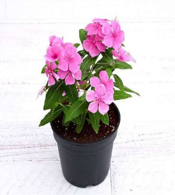 Periwinkle Plant (Sadabahar)