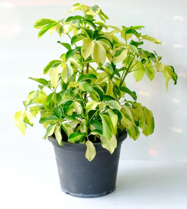 Saplera Plant