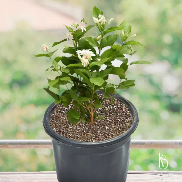 Mogra Plant