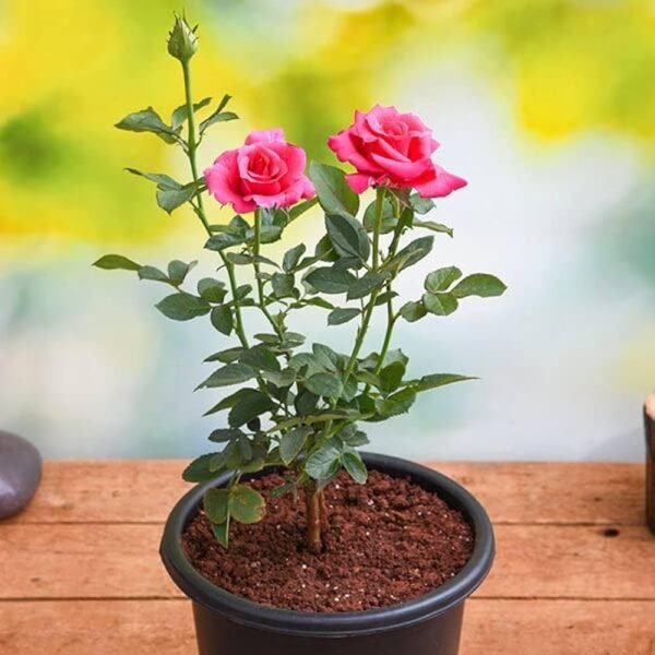 Rose Plant