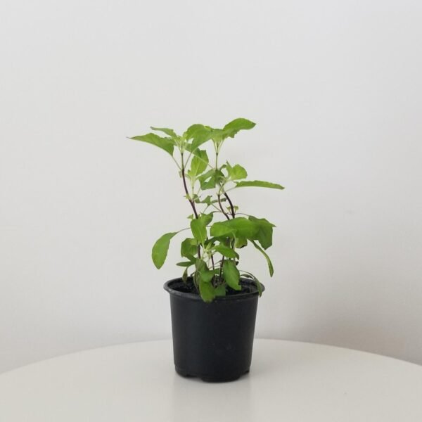 Holy Tulsi Plant
