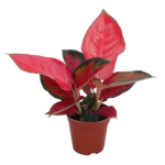 Aglaonema Red Plant