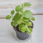 Ajwain Plant