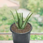 Aloe Vera Plant