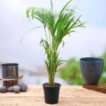 Areca Palm Plant (Big)