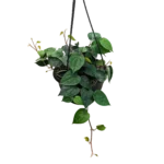 Betal Leaf Plant / Paan ( Hanging)