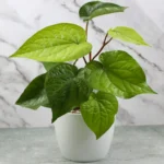 Betal Leaf Plant (Paan)