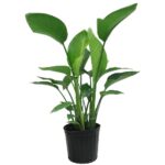 Bird of Paradise(Strelitzia nicolai) Real Live Plant Indoor plants for home, Office Decor (XL)