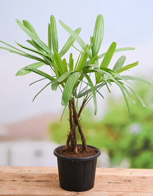 Broadleaf-Lady-Plant-Big