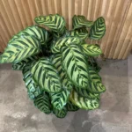Calathea Makoyana, Peacock Plant (Large)