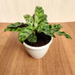 Calathea Rattlesnake Plant