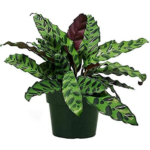Calathea Rattlesnake Plant (Large)
