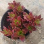 Crassula Capitella Plant