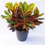Croton Patra (Big) Plant