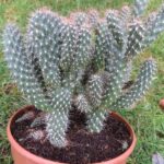 Cylindropuntia fulgida - Cactus Plant