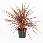 Dracena Red Plant