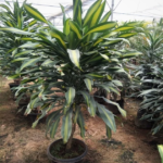 Dracaena Fragrans (Big) Plant