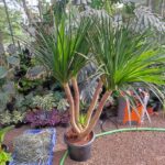 Dracaena Plant (Big)