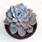 Echeveria Plant (Succulent)