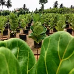 Fiddle Leaf Plant (Big)