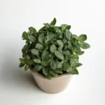 Fittonia Plant