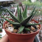 Haworthia Plant