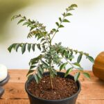 Kadi Patta Plant