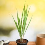 Lemon Grass Plant