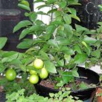 Lemon Plant