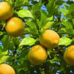 Lemon Plant Big