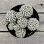 Mammillaria -Cactus Plant