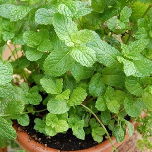 Mint-Plant.jpg Mint Plant - Image 1