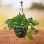 Money Plant (Hanging)