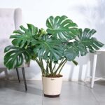 Monstera Plant (XL)