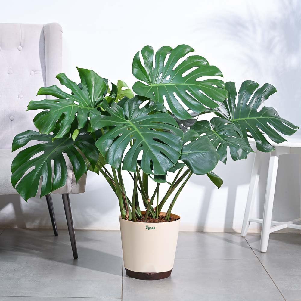 Monstera-Plant-XL.jpg Monstera Plant (XL) - Image 1