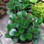 Peperomia Obtusifolia (Baby Rubber Plants)