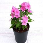 Periwinkle Plant (Sadabahar)