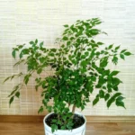 Radermachera, China Doll - XL Plant