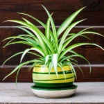 Spider Plant