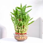 Three Layer Lucky Bamboo Plant