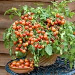 Tomato Plant