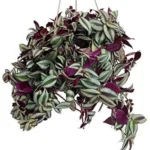 Wandering Jew Plant (Hanging)