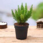 Asparagus Fern- Plant