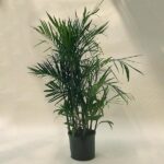 Bamboo Palm Plant